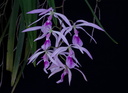 Encyclia adenocaula