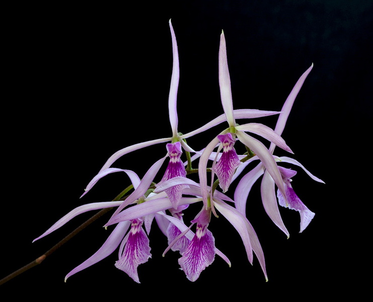 Encyclia adenocaula (Lex.) Schltr. Encyclia_adenocaula8.jpg