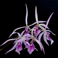 Encyclia_adenocaula8.jpg