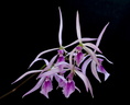 Encyclia adenocaula