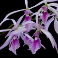 Encyclia adenocaula