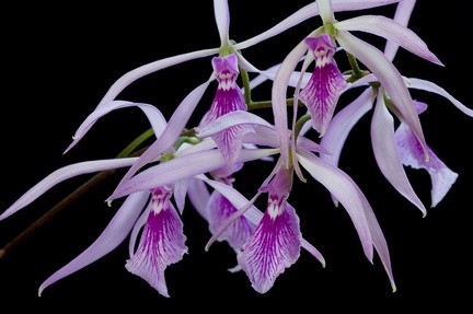 Encyclia adenocaula