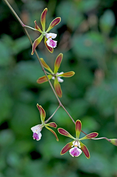 Encyclia alata