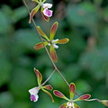 Encyclia alata