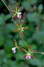 Encyclia alata