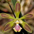 Encyclia alata