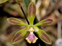 Encyclia alata