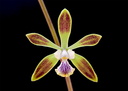 Encyclia alata