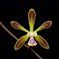 Encyclia alata