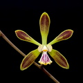 Encyclia_alata4.jpg