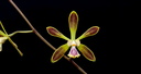 Encyclia alata