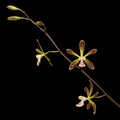 Encyclia alata