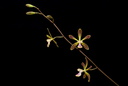 Encyclia alata