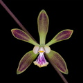 Encyclia alata