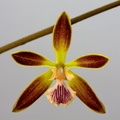 Encyclia alata