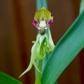 Prosthechea cochleata