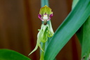 Prosthechea cochleata