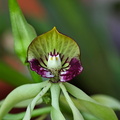 Prosthechea cochleata