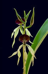 Prosthechea cochleata