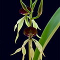 Prosthechea cochleata