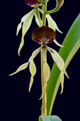 Prosthechea cochleata