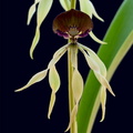 Prosthechea cochleata