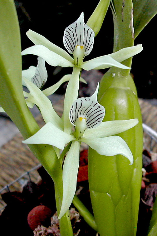 Prosthechea fragrans