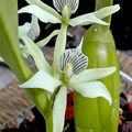 Prosthechea fragrans