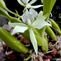 Prosthechea fragrans