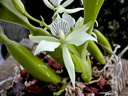 Prosthechea fragrans