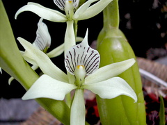 Prosthechea fragrans