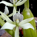 Prosthechea fragrans