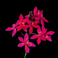 Epidendrum ibaguense