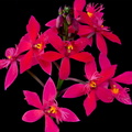 Epidendrum ibaguense