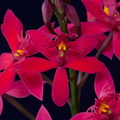 Epidendrum ibaguense