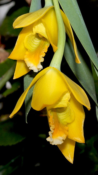 Euchile citrina (Lex.) W.E.Higgins Euchile_citrina1.jpg