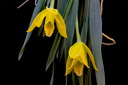 Euchile citrina
