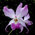 Laelia_autumnalis1.jpg