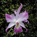 Laelia autumnalis