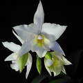 Laelia hybride