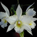 Laelia hybride