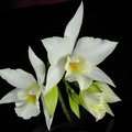 Laelia hybride