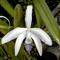 Laelia perrinii var.coerulea