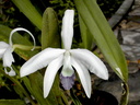 Laelia perrinii var.coerulea