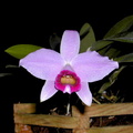 Cattleya pumila