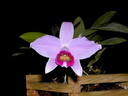 Cattleya pumila