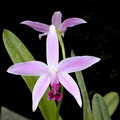 Laelia pumila x crispilabia