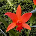 Laeliocattleya Cherokee Fire