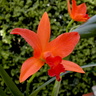 Laeliocattleya Cherokee Fire