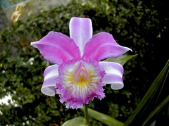 Sobralia violacea